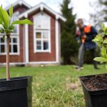 Дачи не надо: в РФ предложили провести «реновацию» для садоводов